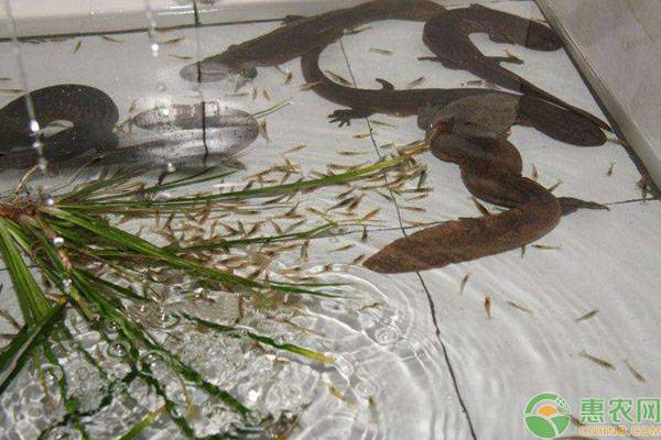 娃娃鱼养殖注意事项 娃娃鱼人工养殖五点管理事项-图片版权归惠农网所有