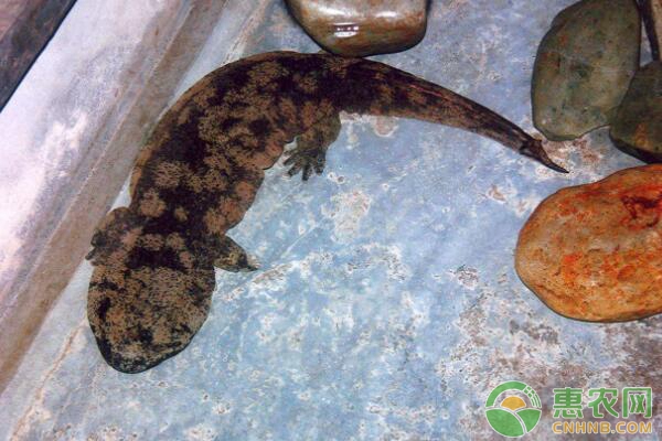 娃娃鱼资源分布状况和环境要求如何-图片版权归惠农网所有