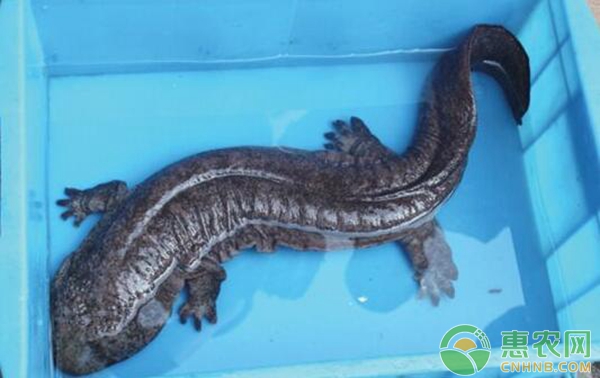 娃娃鱼资源分布状况和环境要求如何-图片版权归惠农网所有