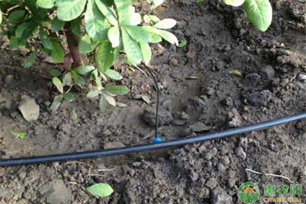 果园滴灌操作技术 滴灌有什么优缺点?果园滴灌是如何操作的?-图片版权归惠农网所有