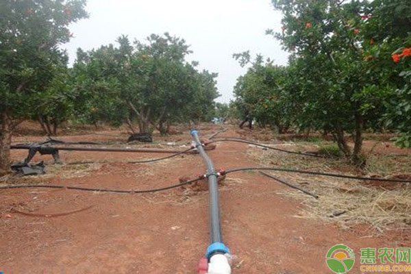 滴灌优缺点 滴灌有什么优缺点?果园滴灌是如何操作的?-图片版权归惠农网所有