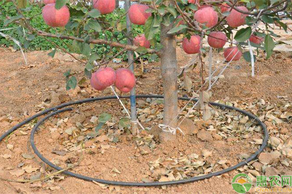 果园滴灌 滴灌有什么优缺点?果园滴灌是如何操作的?-图片版权归惠农网所有