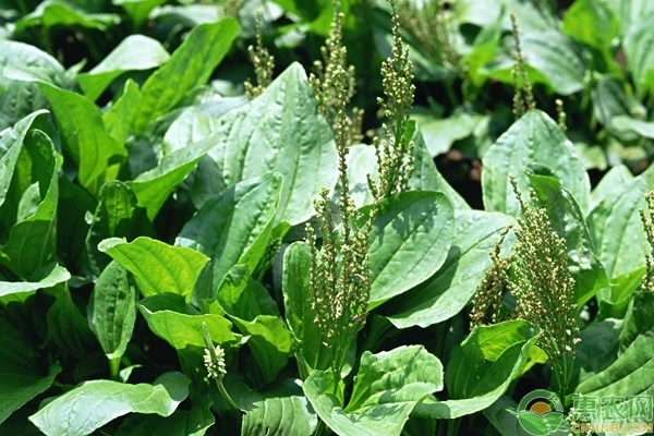 车前草的种植时间和方法-图片版权归惠农网所有