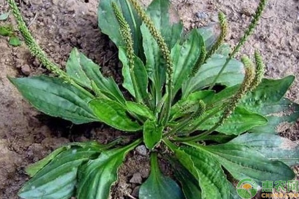 车前草的种植时间和方法-图片版权归惠农网所有