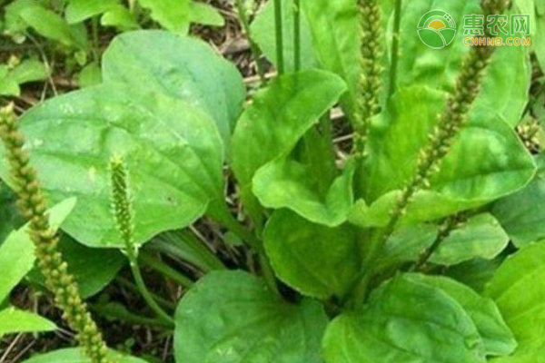 车前草如何进行种植管理？需要注意什么？-图片版权归惠农网所有