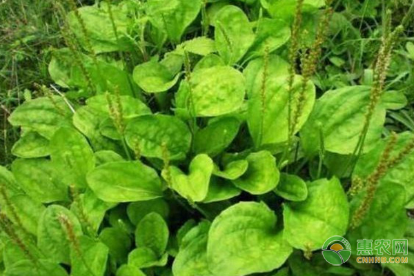 车前草如何进行种植管理？需要注意什么？-图片版权归惠农网所有