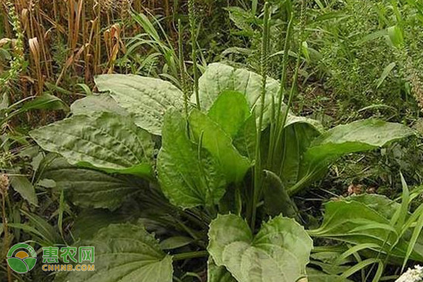 车前草如何进行种植管理？需要注意什么？-图片版权归惠农网所有