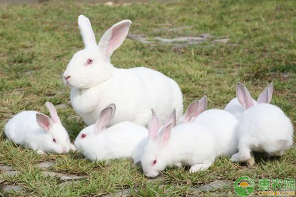 肉兔养殖怎么人工受精？有哪些注意事项-图片版权归惠农网所有