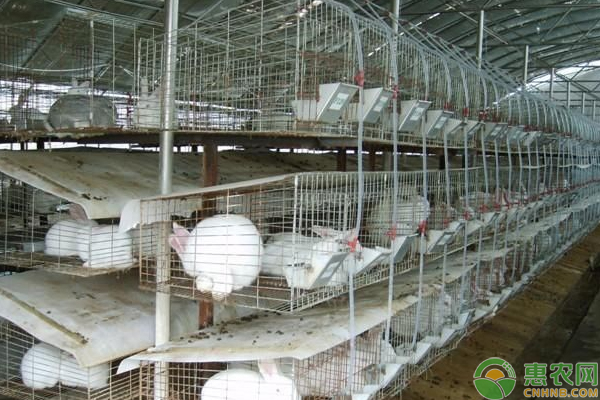 肉兔养殖怎么人工受精？有哪些注意事项-图片版权归惠农网所有
