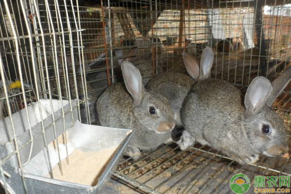 肉兔养殖怎么人工受精？有哪些注意事项-图片版权归惠农网所有