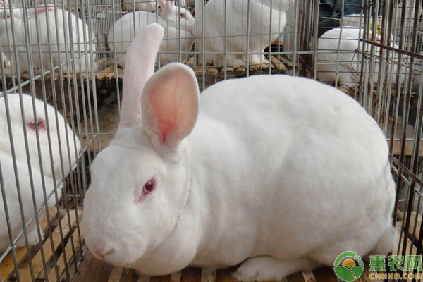 肉兔养殖赚钱吗?怎么养? 肉兔养殖赚钱吗?怎么养?需注意这些繁殖、哺乳要点-图片版权归惠农网所有
