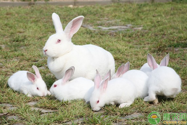 肉兔养殖赚钱吗?怎么养?需注意这些繁殖、哺乳要点 肉兔养殖赚钱吗?怎么养?需注意这些繁殖、哺乳要点-图片版权归惠农网所有