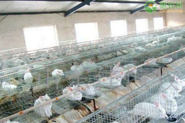 冬季肉兔养殖注意事项-图片版权归惠农网所有