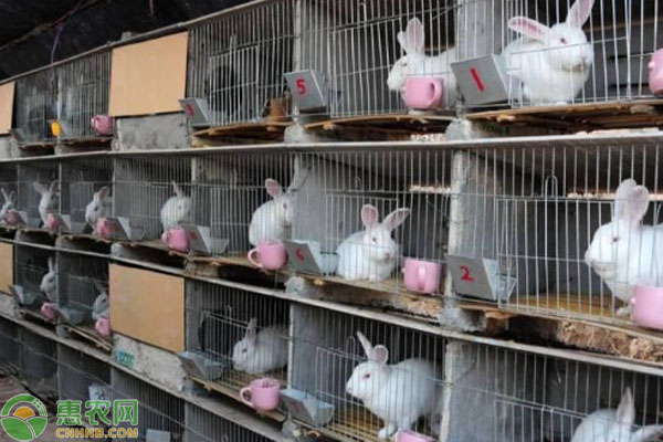 肉兔养殖技巧和方法-图片版权归惠农网所有