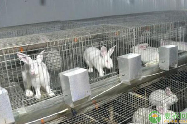 肉兔养殖技巧和方法-图片版权归惠农网所有