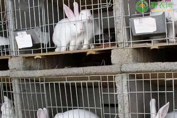 肉兔养殖技巧和方法-图片版权归惠农网所有