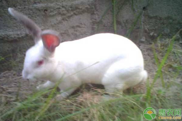 肉兔养殖技术要点 肉兔养殖四要点,手把手教您养好肉兔!-图片版权归惠农网所有