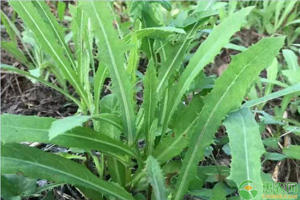 苦菜的种植管理技术-图片版权归惠农网所有