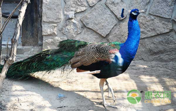 孔雀怎样繁殖?人工养殖孔雀的繁殖技术 孔雀怎样繁殖?人工养殖孔雀的繁殖技术-图片版权归惠农网所有