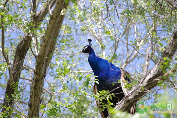 孔雀开屏是什么行为？孔雀要怎么养？-图片版权归惠农网所有
