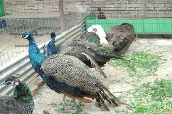 孔雀开屏是什么行为？孔雀要怎么养？-图片版权归惠农网所有