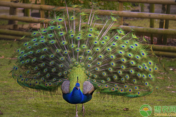 孔雀患病判断依据 如何判断孔雀是否患病?孔雀是否生病的判断方法秘诀-图片版权归惠农网所有