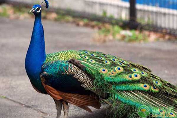 孔雀患病 如何判断孔雀是否患病?孔雀是否生病的判断方法秘诀-图片版权归惠农网所有