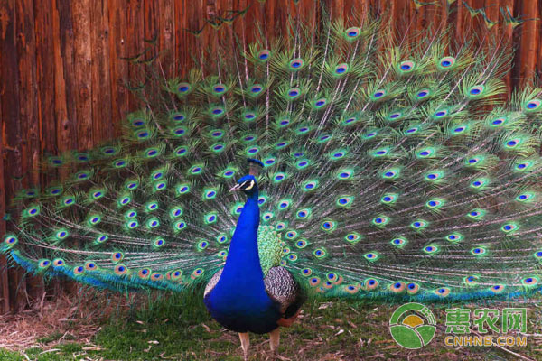 孔雀怎么养？孔雀养殖真的赚钱么？-图片版权归惠农网所有