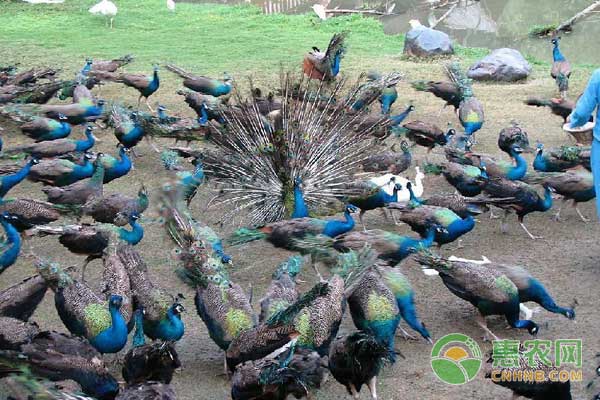 孔雀怎么养？孔雀养殖真的赚钱么？-图片版权归惠农网所有