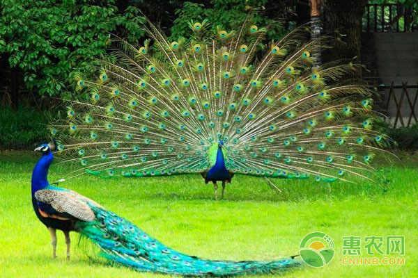 孔雀怎么养？孔雀养殖真的赚钱么？-图片版权归惠农网所有