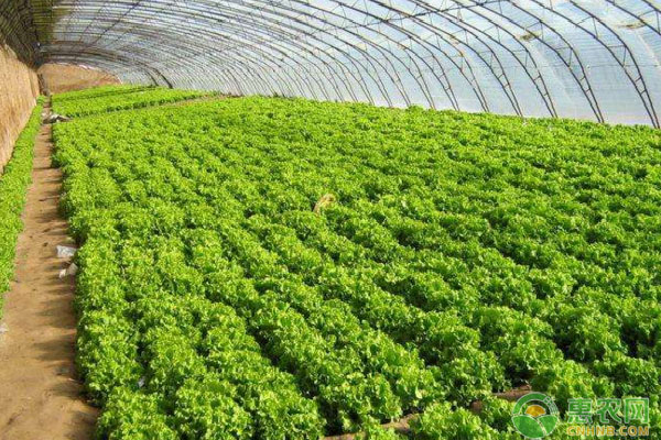 浅谈滴灌肥优势及使用误区(附滴灌肥配方原则) 浅谈滴灌肥优势及使用误区(附滴灌肥配方原则)-图片版权归惠农网所有