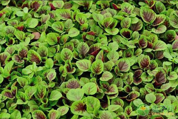 阳台苋菜的种植方法和养护要点 阳台苋菜的种植方法和养护要点-图片版权归惠农网所有