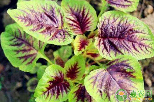 阳台苋菜的种植方法和养护要点 阳台苋菜的种植方法和养护要点-图片版权归惠农网所有