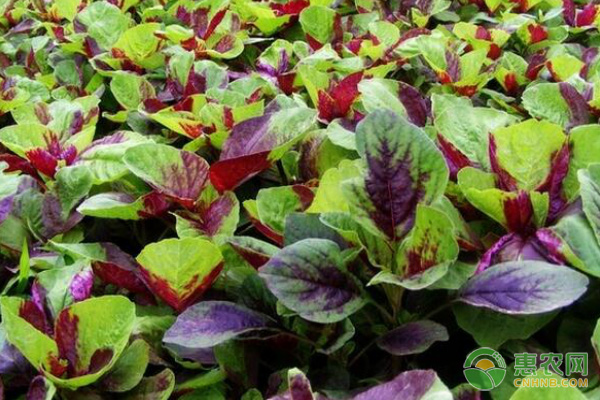 阳台苋菜的种植方法和养护要点 阳台苋菜的种植方法和养护要点-图片版权归惠农网所有