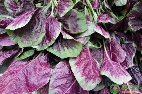 苋菜如何种植？苋菜品种及高产种植技术-图片版权归惠农网所有