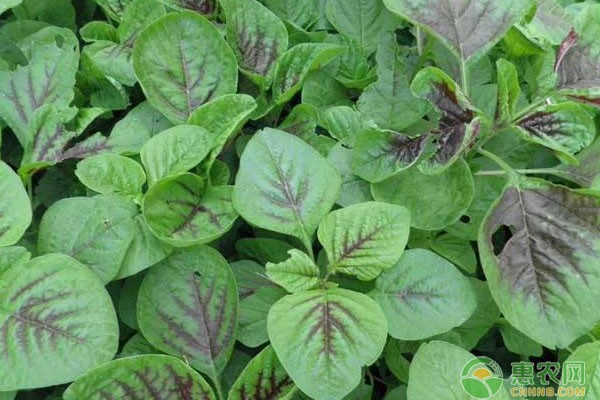 苋菜如何种植？苋菜品种及高产种植技术-图片版权归惠农网所有