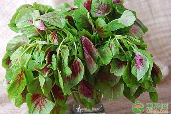 苋菜如何种植？苋菜品种及高产种植技术-图片版权归惠农网所有
