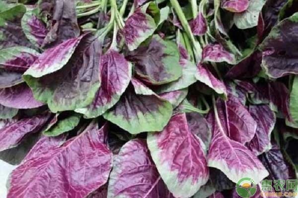 苋菜高产栽培技术-图片版权归惠农网所有