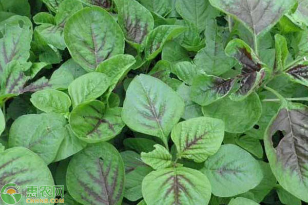 苋菜种植时间和方法-图片版权归惠农网所有