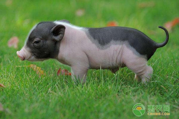 香猪可以长到多少斤？香猪养殖方法技术-图片版权归惠农网所有