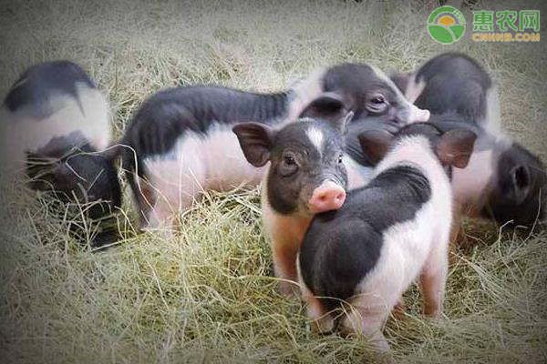 香猪养殖方法及注意事项-图片版权归惠农网所有