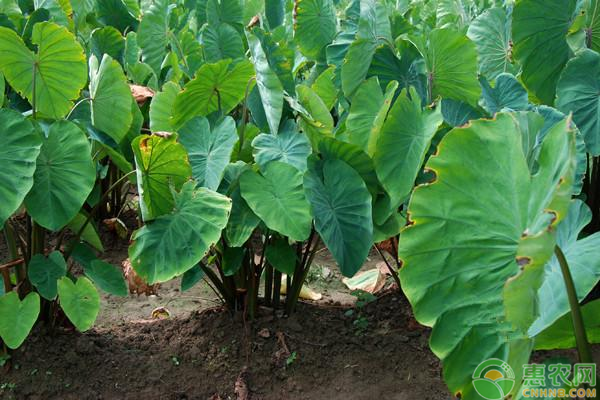 种植芋头的全部过程-图片版权归惠农网所有