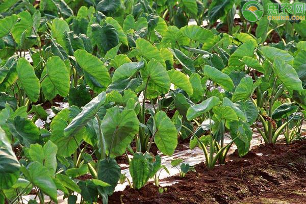 种植芋头的全部过程-图片版权归惠农网所有