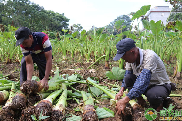 种植芋头的全部过程-图片版权归惠农网所有