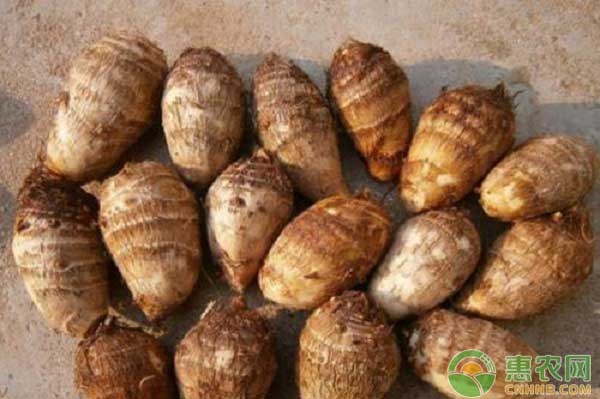 芋头种植怎么管理？芋头高产栽培技术详解-图片版权归惠农网所有