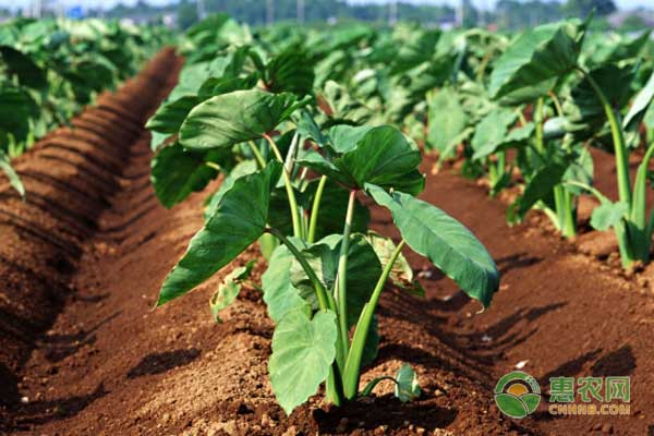 芋头怎么种？优质芋头高产种植技术-图片版权归惠农网所有