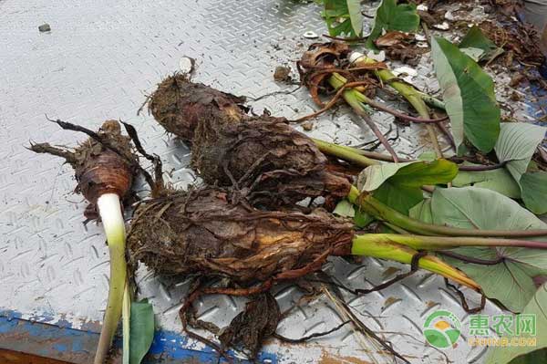 芋头怎么种？优质芋头高产种植技术-图片版权归惠农网所有