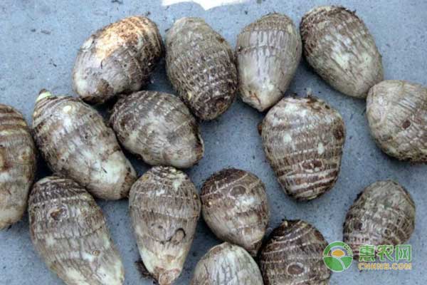 芋头怎么种？优质芋头高产种植技术-图片版权归惠农网所有