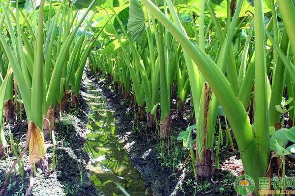 如何种植好芋头?这些管理技巧需掌握! 如何种植好芋头?这些管理技巧需掌握!-图片版权归惠农网所有