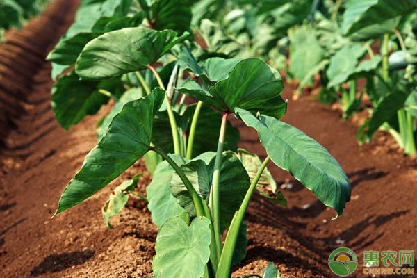 高产芋头的种植管理技术有哪些？-图片版权归惠农网所有